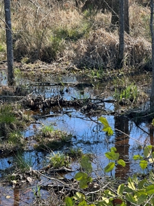 Hunting Acreage Nevada County Arkansas - image 3