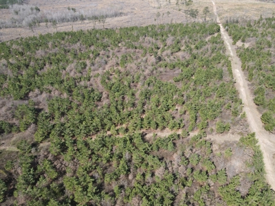 Hunting Acreage Nevada County Arkansas - image 33