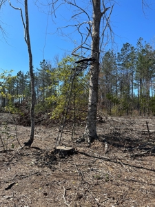 Hunting Acreage Nevada County Arkansas - image 5