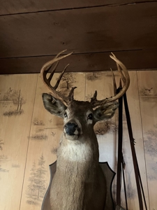 Kentucky Hunting & Recreational Land With Cabin For Sale - image 13