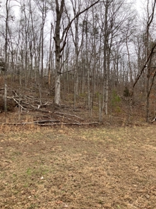 Kentucky Hunting & Recreational Land With Cabin For Sale - image 9