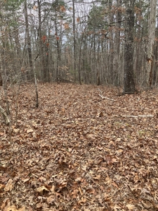 Kentucky Hunting & Recreational Land With Cabin For Sale - image 18