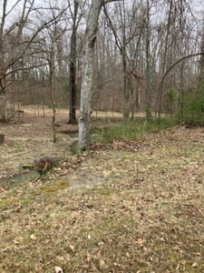 Kentucky Hunting & Recreational Land With Cabin For Sale - image 4