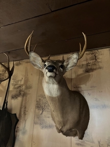 Kentucky Hunting & Recreational Land With Cabin For Sale - image 14