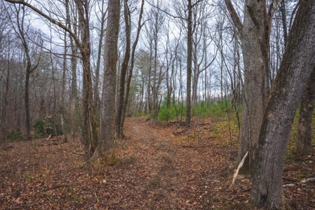 Large Land Tract for Sale in Floyd VA! - image 40