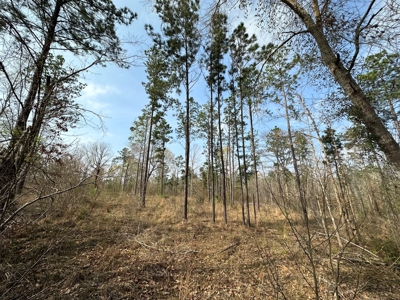 Anderson County Texas Recreational Land For Sale - image 5