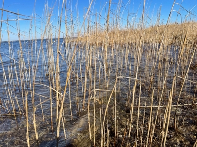 Waterfront Homesite for Sale in Beaufort NC - image 30