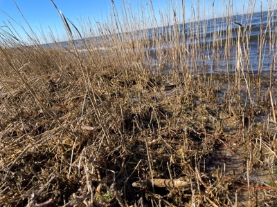 Waterfront Homesite for Sale in Beaufort NC - image 31