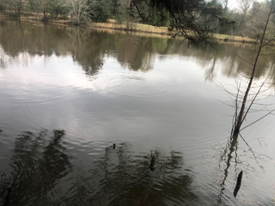 East Texas Land with Beautiful Pond - image 17