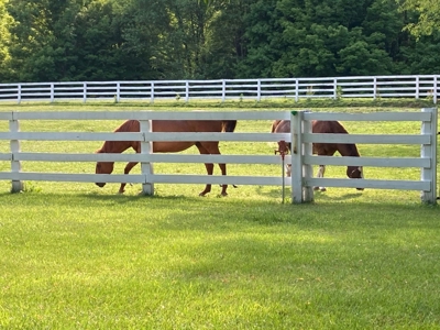 October Farms, a magical place situated on nearly 80 acres - image 5