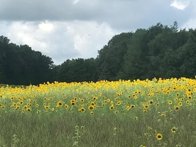 October Farms, a magical place situated on nearly 80 acres - image 4