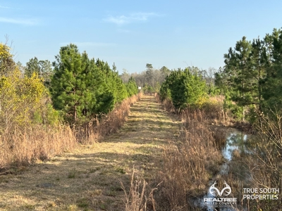 Fire Hill Ruffin Hunting & Timber Land - image 10