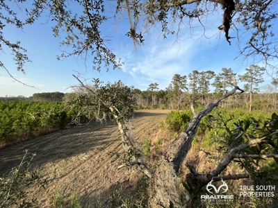 Fire Hill Ruffin Hunting & Timber Land - image 9