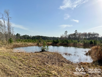 Fire Hill Ruffin Hunting & Timber Land - image 3
