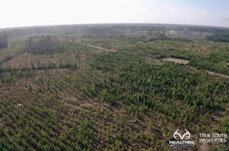 Fire Hill Ruffin Hunting & Timber Land - image 37