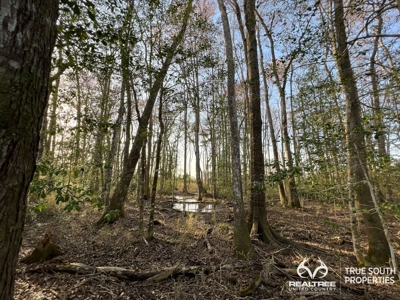 Fire Hill Ruffin Hunting & Timber Land - image 7