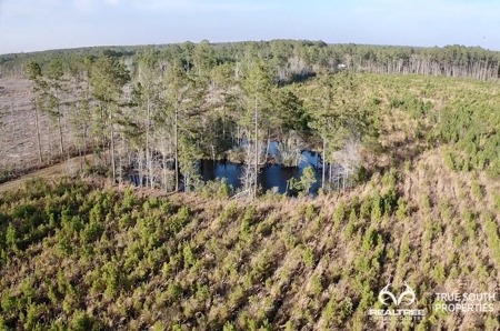Fire Hill Ruffin Hunting & Timber Land - image 19