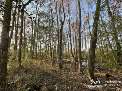 Fire Hill Ruffin Hunting & Timber Land - image 18