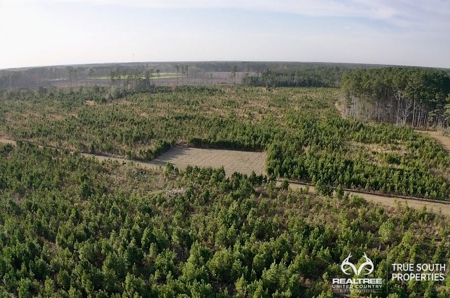 Fire Hill Ruffin Hunting & Timber Land - image 4