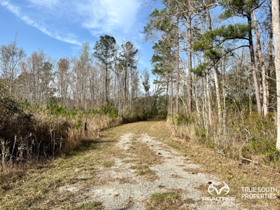 Fire Hill Ruffin Hunting & Timber Land - image 21