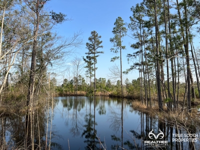Fire Hill Ruffin Hunting & Timber Land - image 6