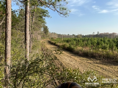 Fire Hill Ruffin Hunting & Timber Land - image 45