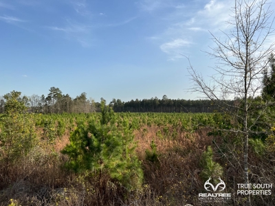 Fire Hill Ruffin Hunting & Timber Land - image 17
