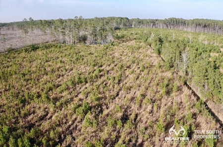 Fire Hill Ruffin Hunting & Timber Land - image 39