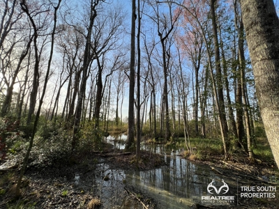 Fire Hill Ruffin Hunting & Timber Land - image 46