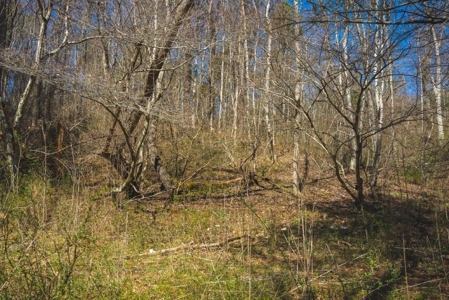 Floyd VA River Front Land for Sale! - image 6