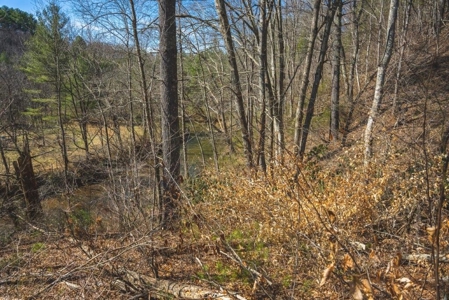 Recreational Land for Sale in Floyd VA! - image 7