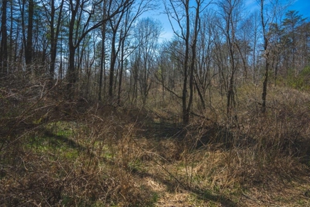Recreational Land for Sale in Floyd VA! - image 9
