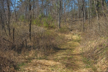 Recreational Land for Sale in Floyd VA! - image 8