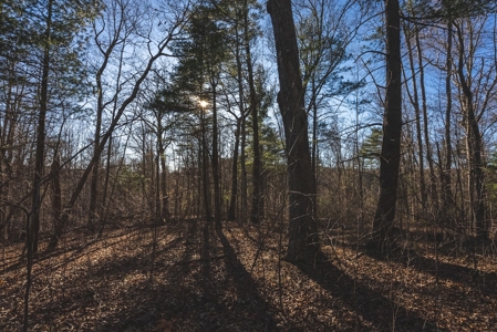 River Front Timber Land for Sale in Floyd VA! - image 12