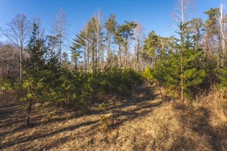 River Front Timber Land for Sale in Floyd VA! - image 7