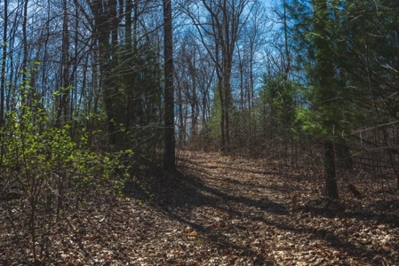 River Front Timber Land for Sale in Floyd VA! - image 1