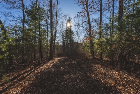 River Front Timber Land for Sale in Floyd VA! - image 11