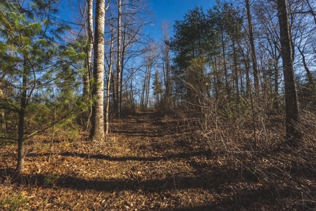 River Front Timber Land for Sale in Floyd VA! - image 9