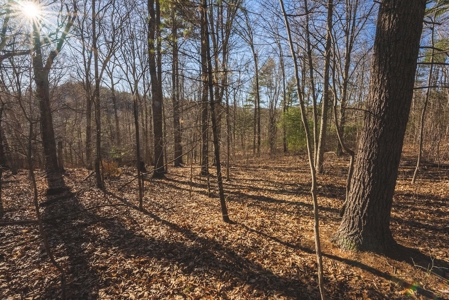 River Front Timber Land for Sale in Floyd VA! - image 13