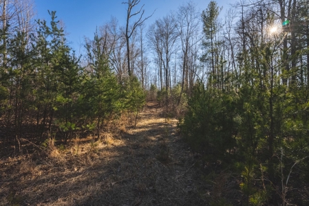 River Front Timber Land for Sale in Floyd VA! - image 6