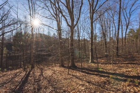 River Front Timber Land for Sale in Floyd VA! - image 16