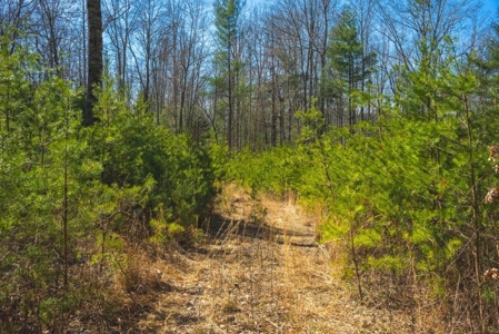 River Front Timber Land for Sale in Floyd VA! - image 3