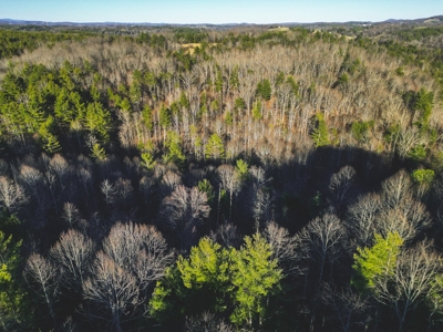 River Front Timber Land for Sale in Floyd VA! - image 4
