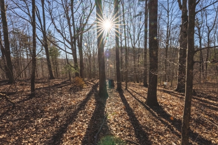 River Front Timber Land for Sale in Floyd VA! - image 14