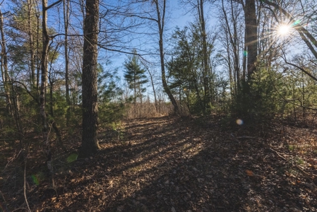 River Front Timber Land for Sale in Floyd VA! - image 10