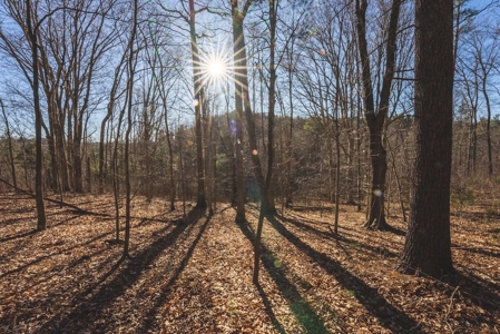 River Front Timber Land for Sale in Floyd VA! - image 15