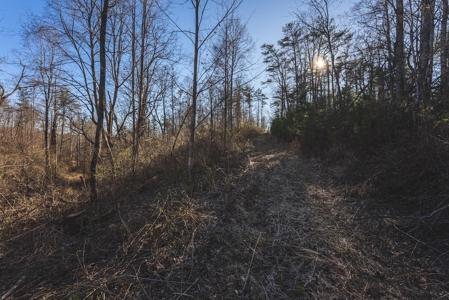 River Front Timber Land for Sale in Floyd VA! - image 5