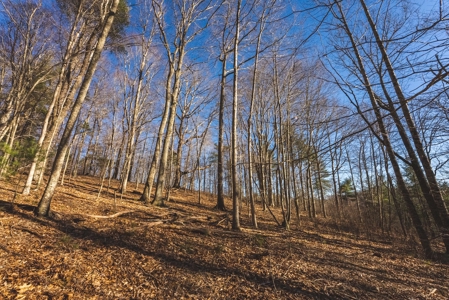 River Front Timber Land for Sale in Floyd VA! - image 17