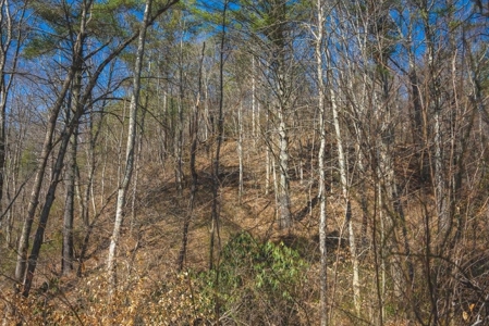 River Front Timber Land for Sale in Floyd VA! - image 2