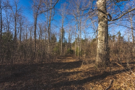 River Front Timber Land for Sale in Floyd VA! - image 8